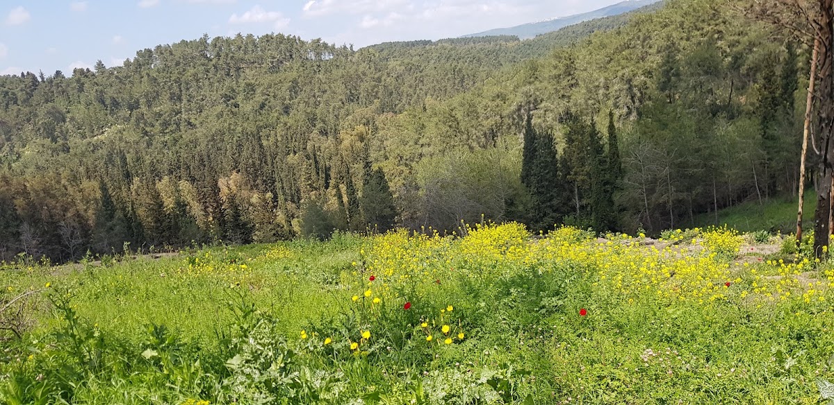 שביל נחל השופט